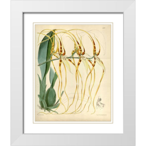 Orchid, Brassia Arcuigera White Modern Wood Framed Art Print with Double Matting by Curtis, William