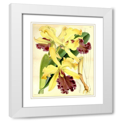 Orchid, Cattleya Dowiana White Modern Wood Framed Art Print with Double Matting by Curtis, William