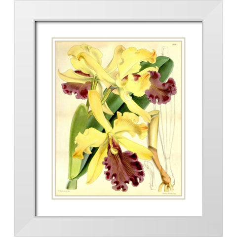 Orchid, Cattleya Dowiana White Modern Wood Framed Art Print with Double Matting by Curtis, William
