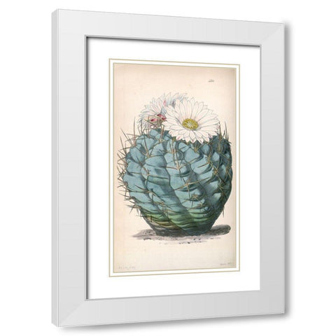 Cactus White Modern Wood Framed Art Print with Double Matting by Curtis, William