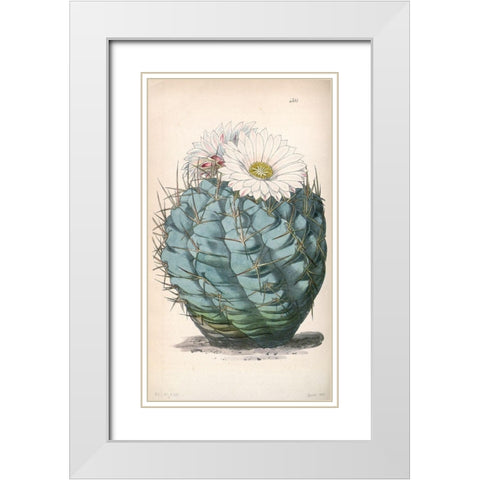 Cactus White Modern Wood Framed Art Print with Double Matting by Curtis, William