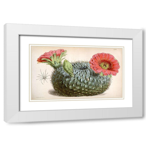 Cactus White Modern Wood Framed Art Print with Double Matting by Curtis, William