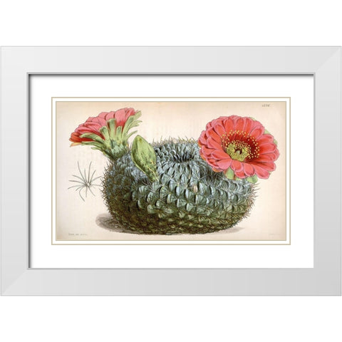 Cactus White Modern Wood Framed Art Print with Double Matting by Curtis, William