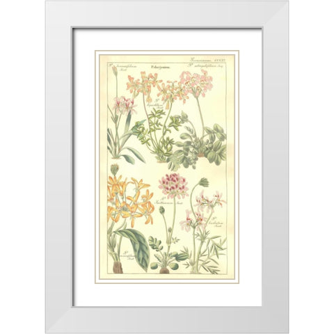 Geraniums White Modern Wood Framed Art Print with Double Matting by Dietrich, David