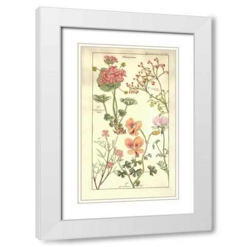 Geraniums White Modern Wood Framed Art Print with Double Matting by Dietrich, David