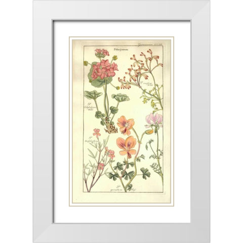 Geraniums White Modern Wood Framed Art Print with Double Matting by Dietrich, David