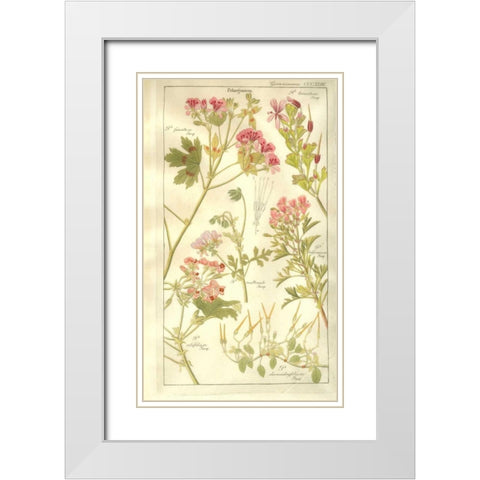 Geraniums White Modern Wood Framed Art Print with Double Matting by Dietrich, David