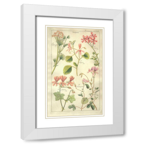 Geraniums White Modern Wood Framed Art Print with Double Matting by Dietrich, David