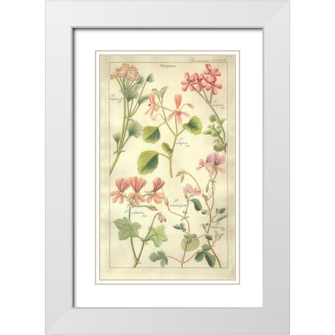Geraniums White Modern Wood Framed Art Print with Double Matting by Dietrich, David
