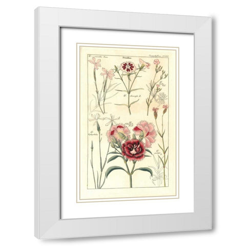 Carnations White Modern Wood Framed Art Print with Double Matting by Dietrich, David