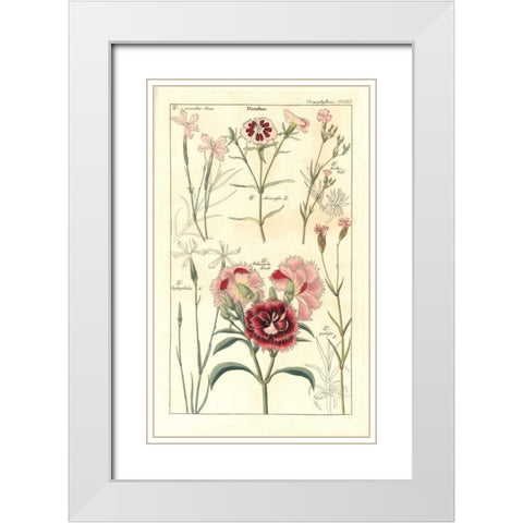 Carnations White Modern Wood Framed Art Print with Double Matting by Dietrich, David