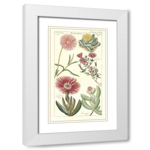 Ice Plant White Modern Wood Framed Art Print with Double Matting by Dietrich, David