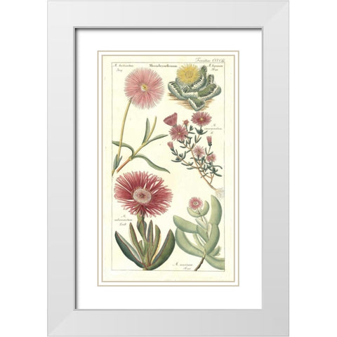 Ice Plant White Modern Wood Framed Art Print with Double Matting by Dietrich, David