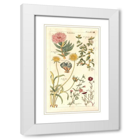 Ice Plant White Modern Wood Framed Art Print with Double Matting by Dietrich, David
