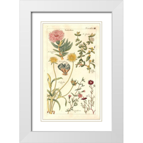 Ice Plant White Modern Wood Framed Art Print with Double Matting by Dietrich, David