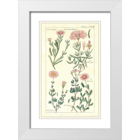 Ice Plant White Modern Wood Framed Art Print with Double Matting by Dietrich, David