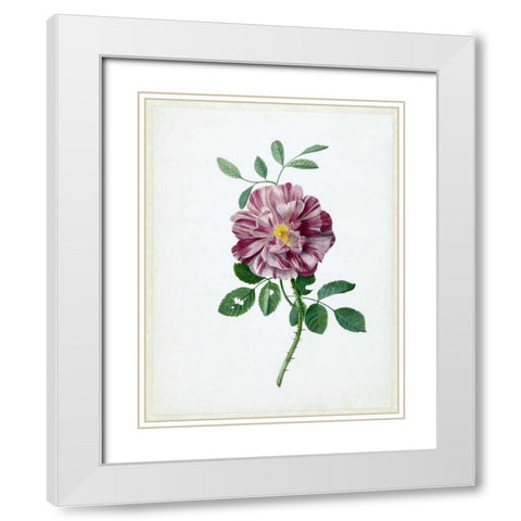 Rose White Modern Wood Framed Art Print with Double Matting by De Bray, Dirck