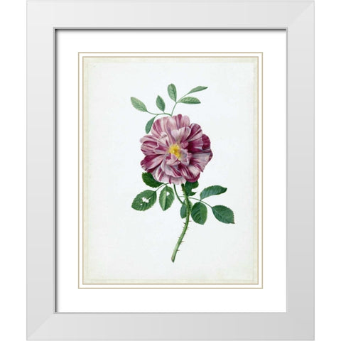 Rose White Modern Wood Framed Art Print with Double Matting by De Bray, Dirck