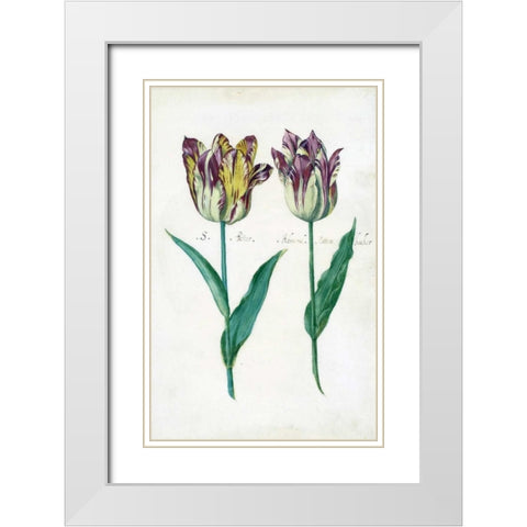Tullips White Modern Wood Framed Art Print with Double Matting by De Bray, Dirck