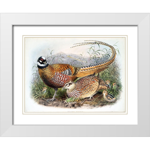 Reeves Pheasants White Modern Wood Framed Art Print with Double Matting by Elliot, David