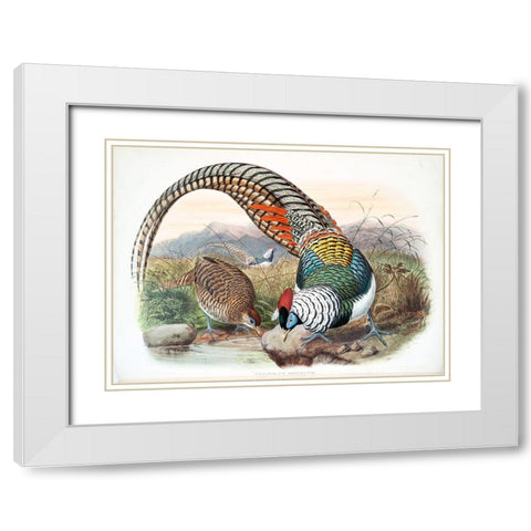 Amherst Pheasant White Modern Wood Framed Art Print with Double Matting by Elliot, David