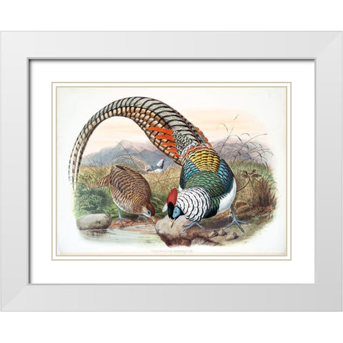 Amherst Pheasant White Modern Wood Framed Art Print with Double Matting by Elliot, David