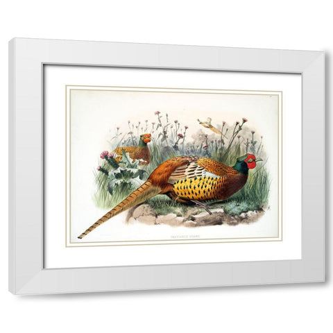 Shaws Pheasant White Modern Wood Framed Art Print with Double Matting by Elliot, David