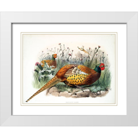Shaws Pheasant White Modern Wood Framed Art Print with Double Matting by Elliot, David