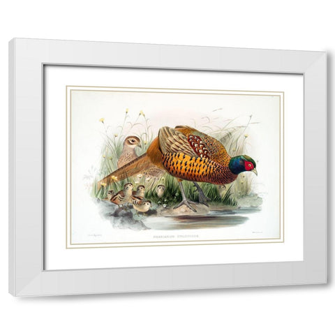 Colchicus Pheasant White Modern Wood Framed Art Print with Double Matting by Elliot, David