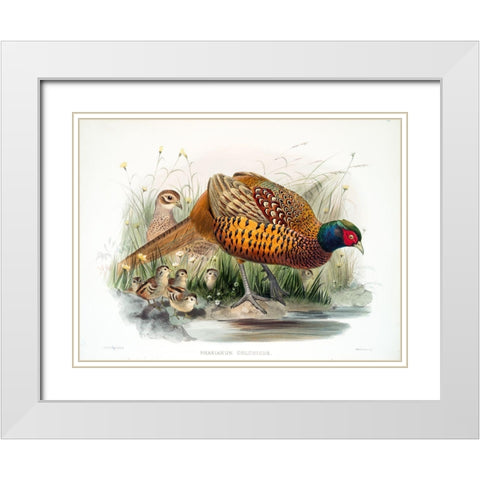 Colchicus Pheasant White Modern Wood Framed Art Print with Double Matting by Elliot, David