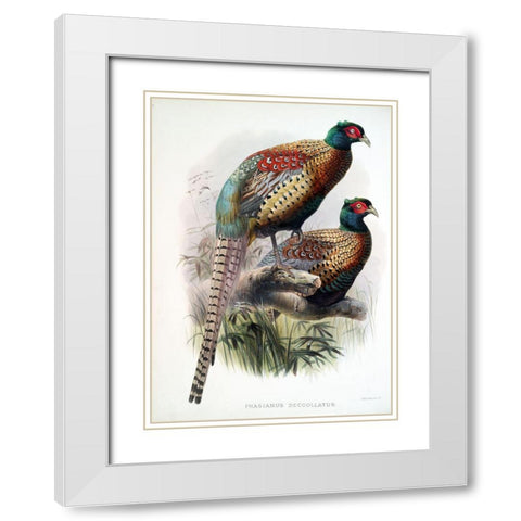 Pheasant Deccollatus White Modern Wood Framed Art Print with Double Matting by Elliot, David