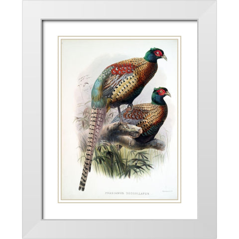 Pheasant Deccollatus White Modern Wood Framed Art Print with Double Matting by Elliot, David