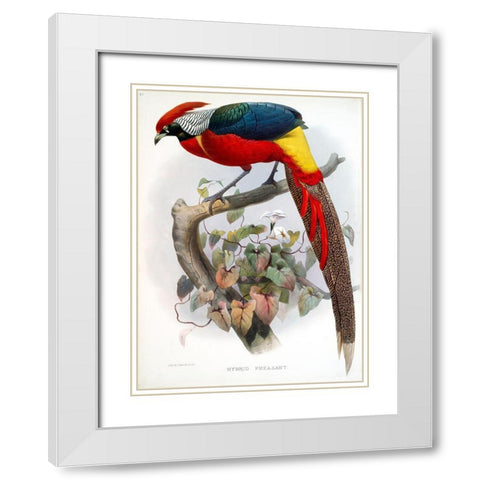 Hybrid Pheasant White Modern Wood Framed Art Print with Double Matting by Elliot, David