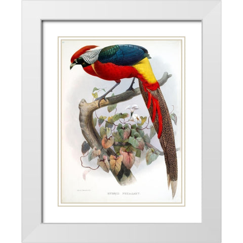 Hybrid Pheasant White Modern Wood Framed Art Print with Double Matting by Elliot, David