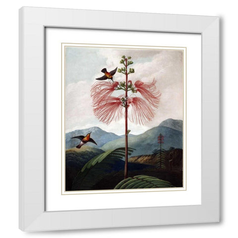 Large Flowering Sensitive Plant White Modern Wood Framed Art Print with Double Matting by Thornton, Dr R