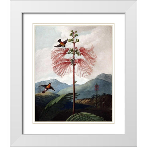 Large Flowering Sensitive Plant White Modern Wood Framed Art Print with Double Matting by Thornton, Dr R
