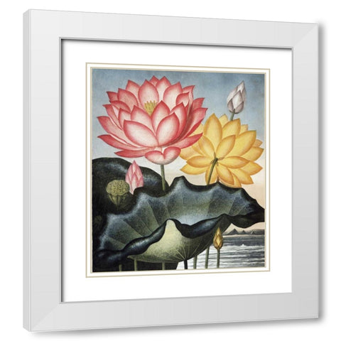 Sacred Egyptian Bean White Modern Wood Framed Art Print with Double Matting by Thornton, Dr R