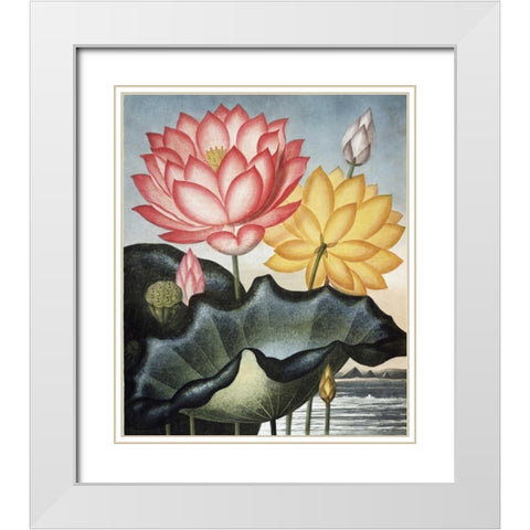 Sacred Egyptian Bean White Modern Wood Framed Art Print with Double Matting by Thornton, Dr R