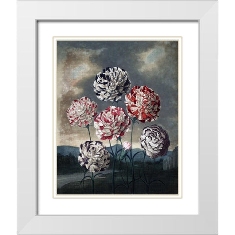 Group of Carnations White Modern Wood Framed Art Print with Double Matting by Thornton, Dr R