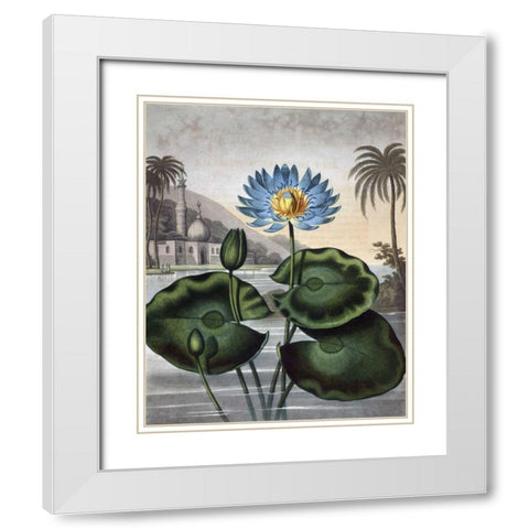 Blue Egyptian Water Lily White Modern Wood Framed Art Print with Double Matting by Thornton, Dr R