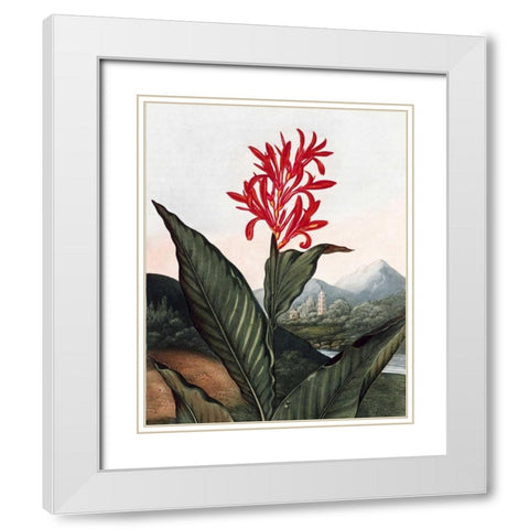 Indian Reed White Modern Wood Framed Art Print with Double Matting by Thornton, Dr R
