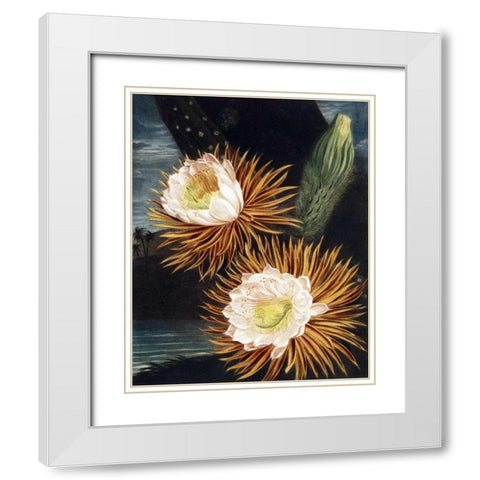 Cereus White Modern Wood Framed Art Print with Double Matting by Thornton, Dr R