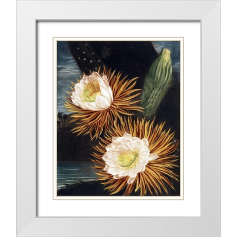 Cereus White Modern Wood Framed Art Print with Double Matting by Thornton, Dr R