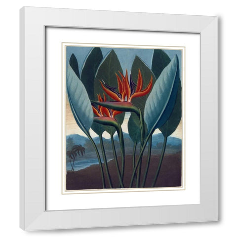 Strelizia White Modern Wood Framed Art Print with Double Matting by Thornton, Dr R