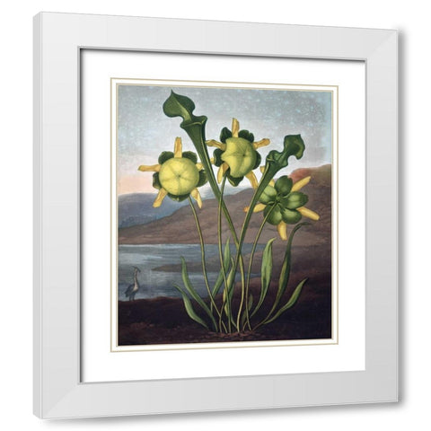 Pitcher Plant White Modern Wood Framed Art Print with Double Matting by Thornton, Dr R