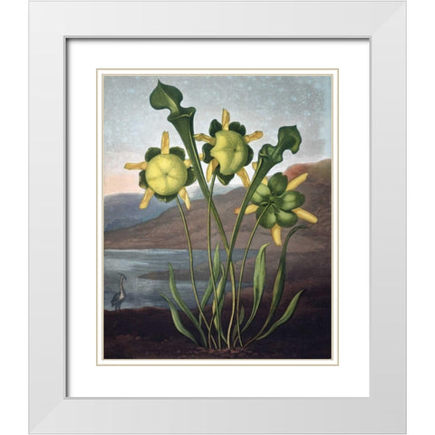 Pitcher Plant White Modern Wood Framed Art Print with Double Matting by Thornton, Dr R