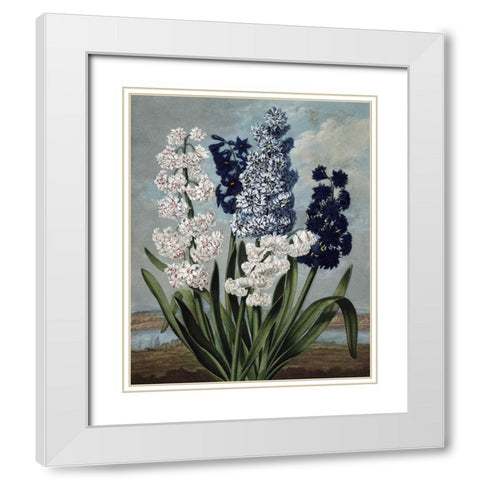 Hyacinth White Modern Wood Framed Art Print with Double Matting by Thornton, Dr R