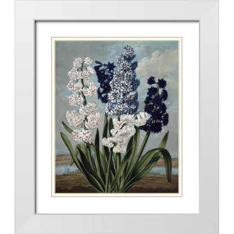 Hyacinth White Modern Wood Framed Art Print with Double Matting by Thornton, Dr R