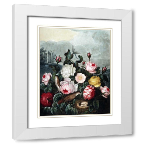 Roses White Modern Wood Framed Art Print with Double Matting by Thornton, Dr R
