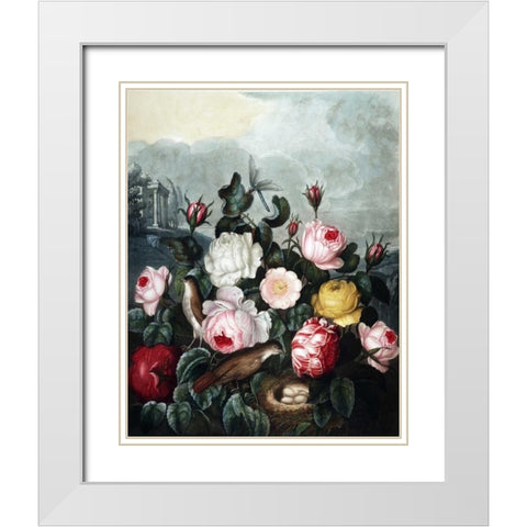 Roses White Modern Wood Framed Art Print with Double Matting by Thornton, Dr R